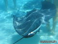 scuba diving photo
