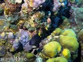 scuba diving photo