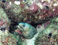 scuba diving photo