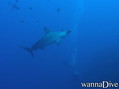 scuba diving photo