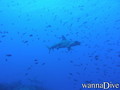 scuba diving photo