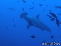 scuba diving photo