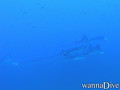 scuba diving photo