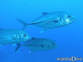 scuba diving photo