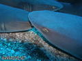 scuba diving photo