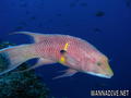 scuba diving photo
