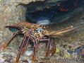 scuba diving photo