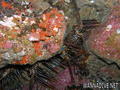 scuba diving photo