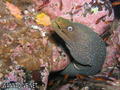 scuba diving photo