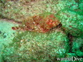 scuba diving photo