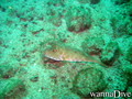 scuba diving photo