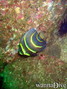 scuba diving photo