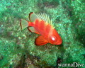 scuba diving photo