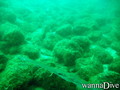 scuba diving photo