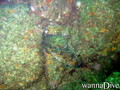 scuba diving photo