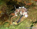 scuba diving photo