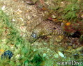 scuba diving photo