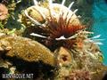 scuba diving photo