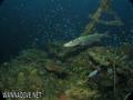 scuba diving photo
