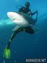 scuba diving photo