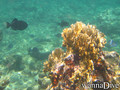 scuba diving photo
