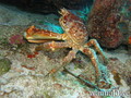 scuba diving photo