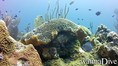 scuba diving photo
