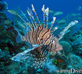 scuba diving photo