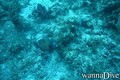 scuba diving photo