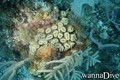 scuba diving photo
