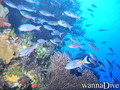 scuba diving photo