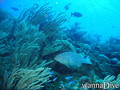 scuba diving photo