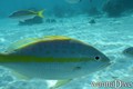 scuba diving photo