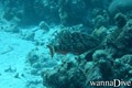 scuba diving photo