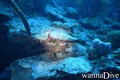scuba diving photo