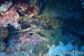 scuba diving photo