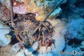 scuba diving photo