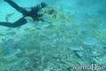 scuba diving photo