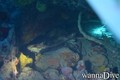 scuba diving photo