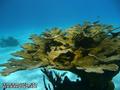 scuba diving photo