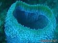 scuba diving photo
