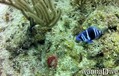 scuba diving photo
