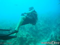 scuba diving photo