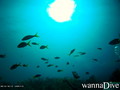 scuba diving photo