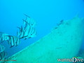 scuba diving photo