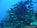 scuba diving photo