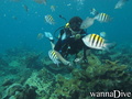 scuba diving photo