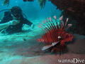 scuba diving photo