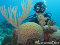 scuba diving photo