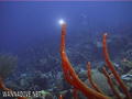 scuba diving photo